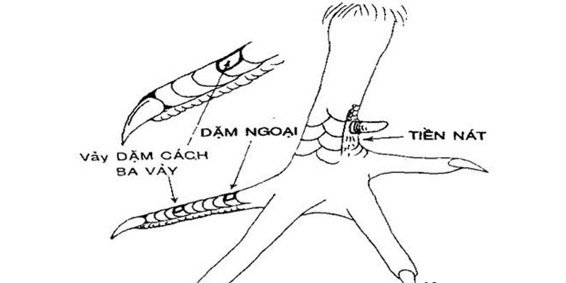 Vảy dặm ngoại 