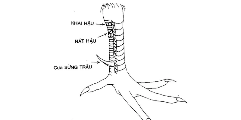 Quan sát vảy gà thật kỹ và cần đúng thời điểm