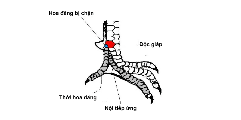 Quán sát hình sáng, mắc màu của vảy gà đá bằng mắt thường